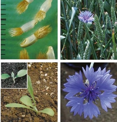 Cornflower at four growth stages